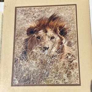 Lovable Leo By Phillips SAFARI PHOTOGRAPHY